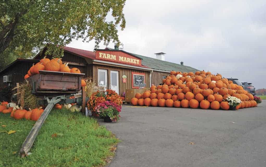 Jack is the king of the harvest