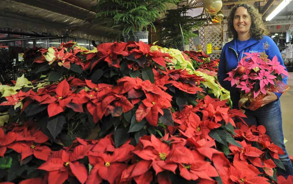 Colours of the season in bloom