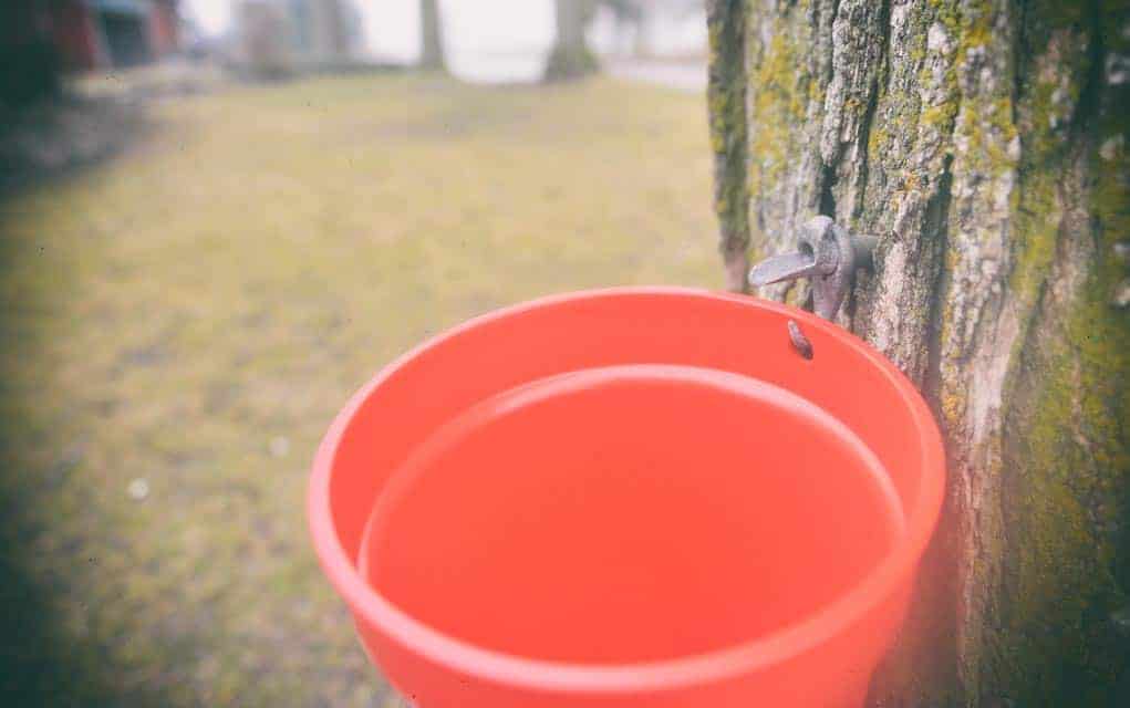 Maple producers not immune to climate change, say WLU researchers