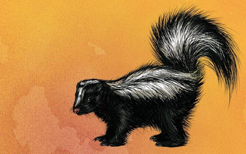 Second rabies case found near Wallenstein
