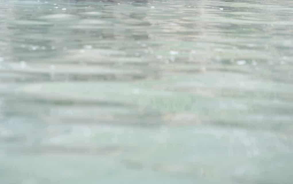 Wellesley farmers embrace water quality program