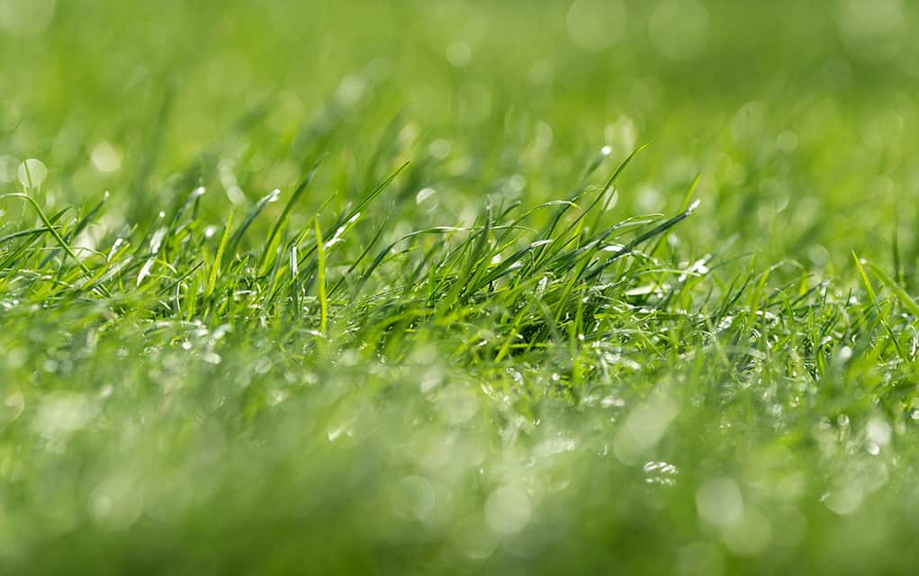 Wet weather delays maintenance, use of sports fields