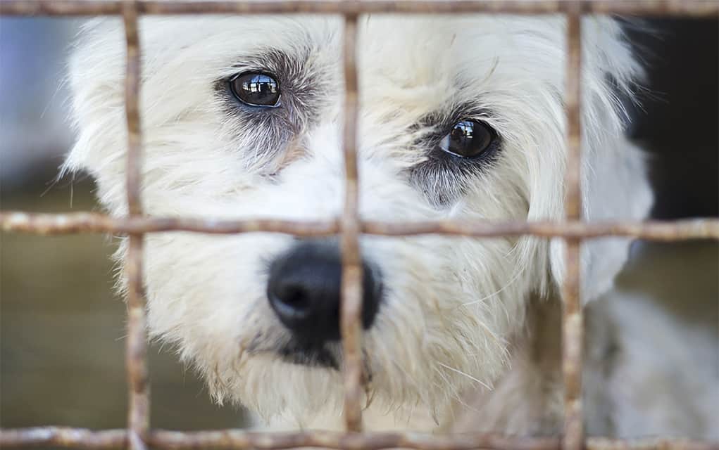 Woolwich approves outsourcing animal control