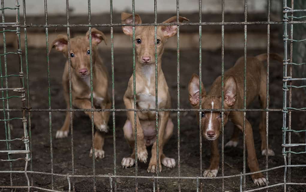 Woolwich approves kennel for Elmira; neighbour supports venture