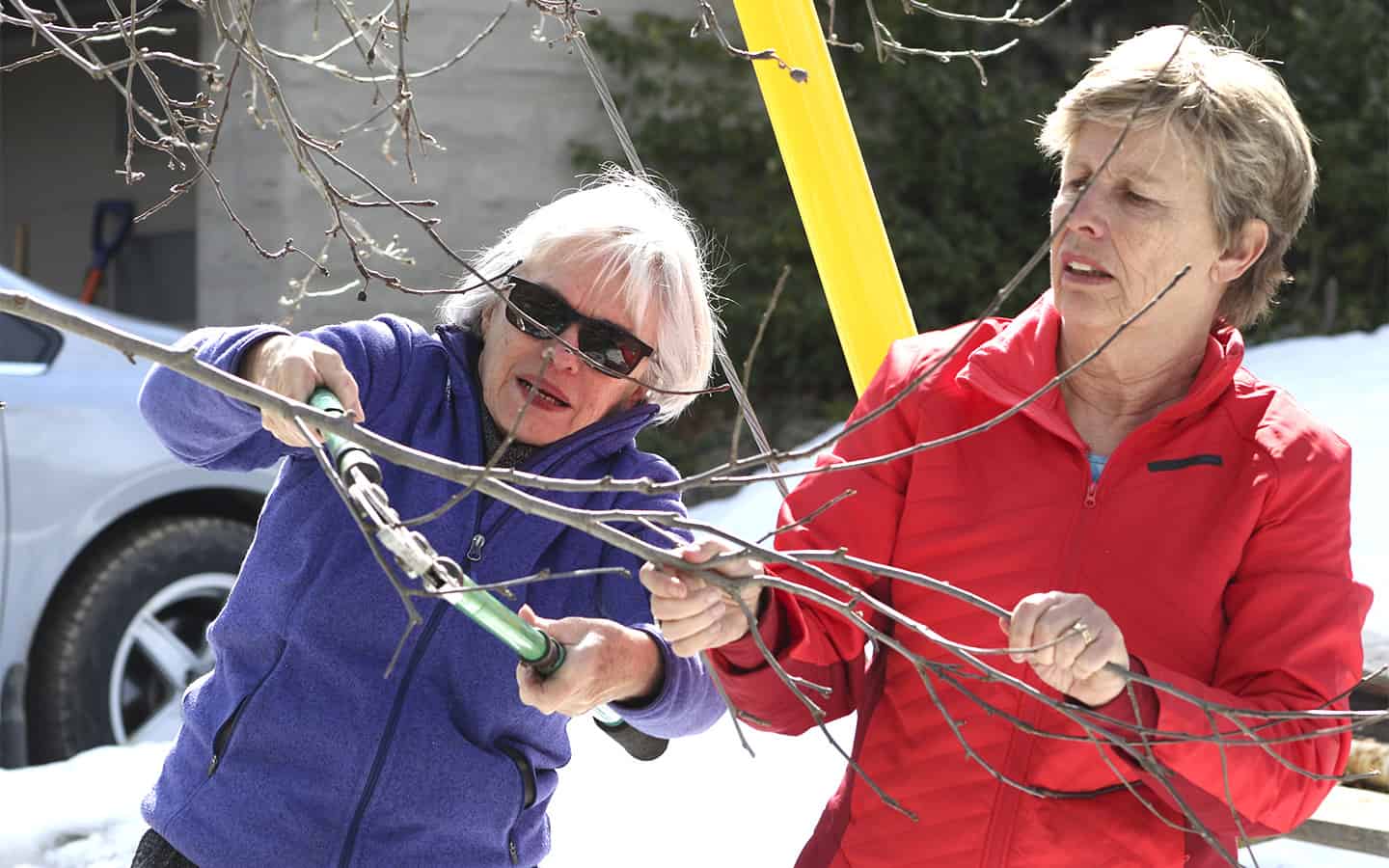 COVID-19 affects Trees for Woolwich planting and care events