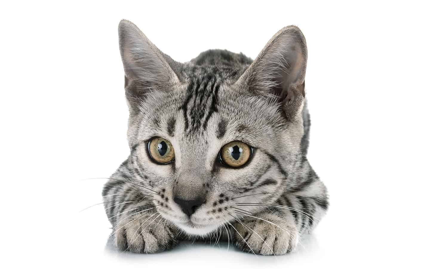 Pet adoptions on the rise during lockdown