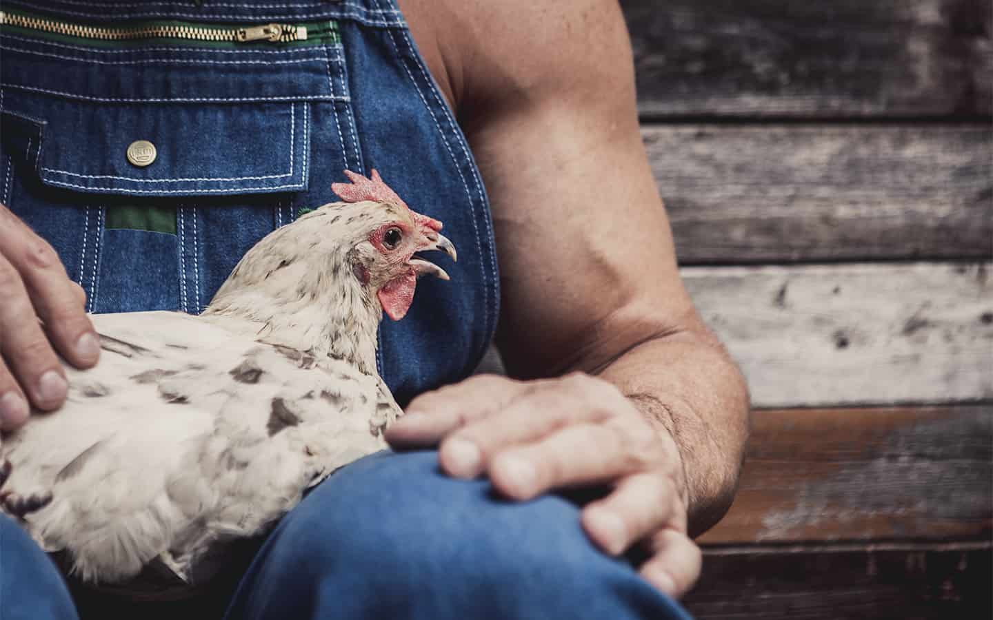 Woolwich looks at making it easier to keep chickens in residential areas