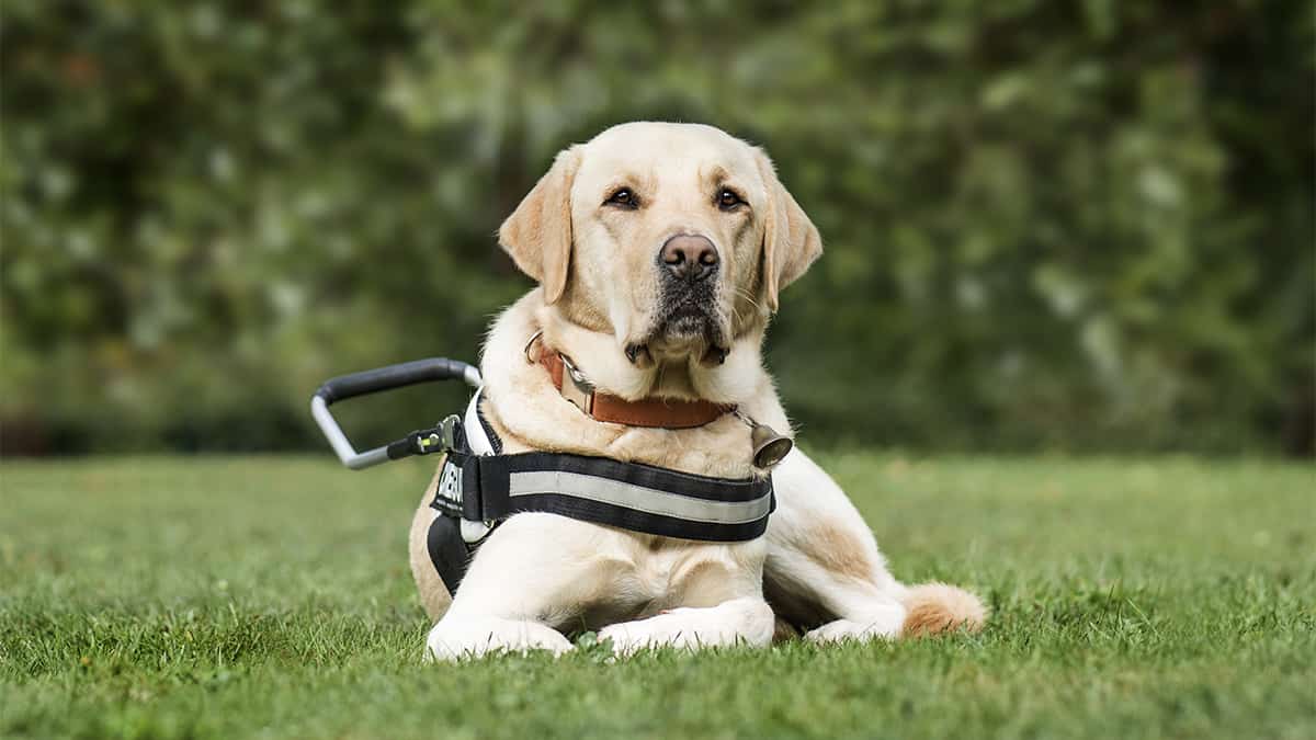 Family raising funds to get young woman a service dog to help with seizures