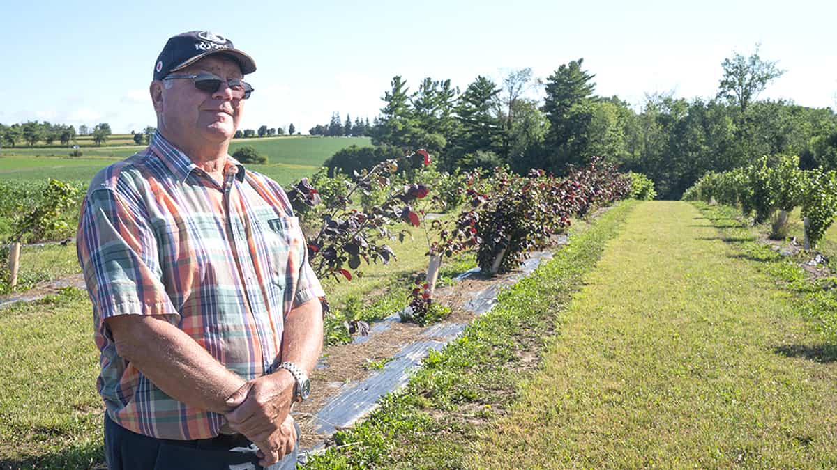Demand drives Ontario hazelnut industry