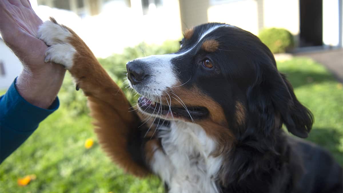 Doggedly determined to spread some joy