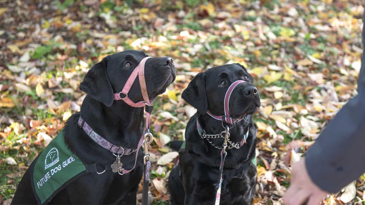 Going beyond puppy love