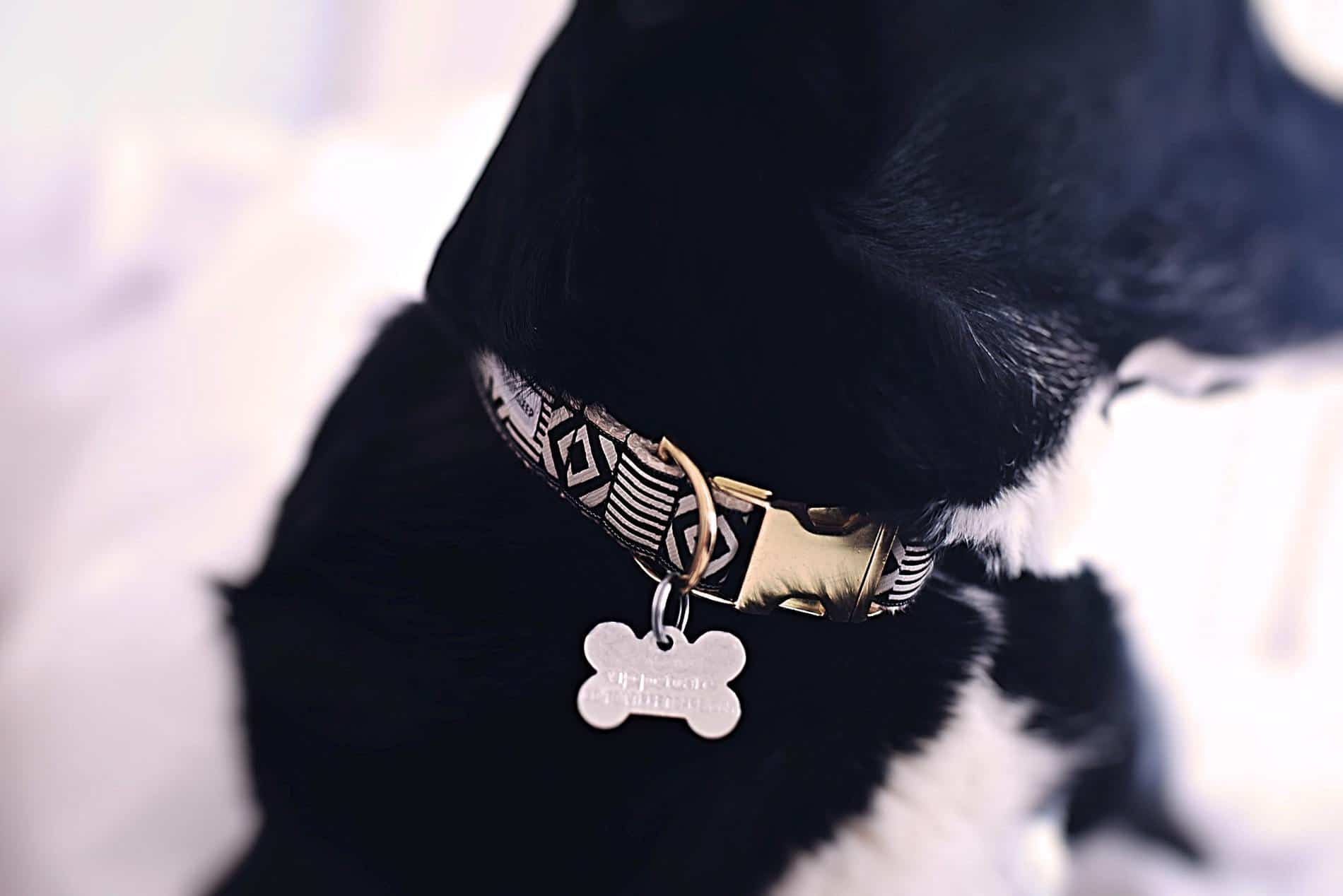 Townships seeking greater compliance with dog-tag rules