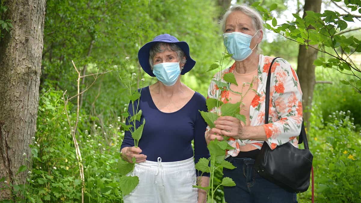 Garlic mustard the latest invasive species demanding attention in the region