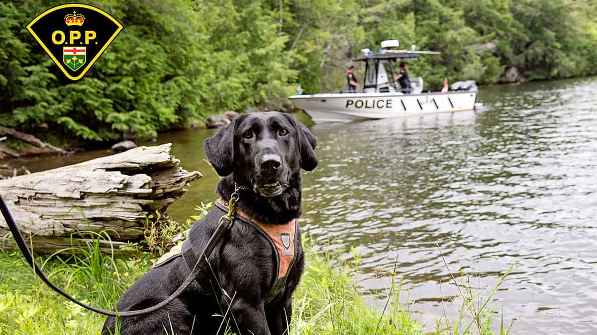 OPP canines strike a pose for a ‘paw’some cause with latest calendar project spanning 50 years