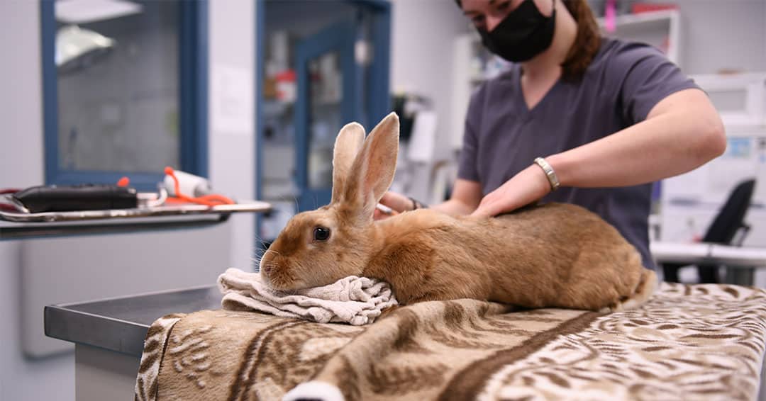 Getting back among our furry friends