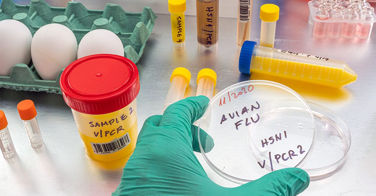 Bird-flu outbreaks are keeping officials hopping countrywide just now