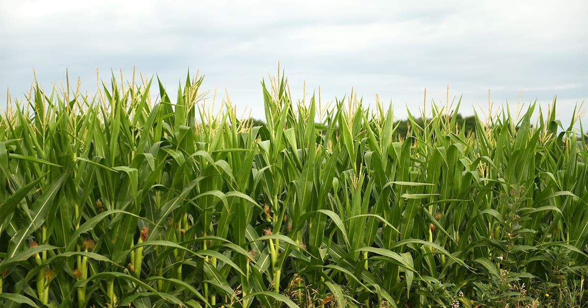 Dry spell putting pressure on farmers in Ontario