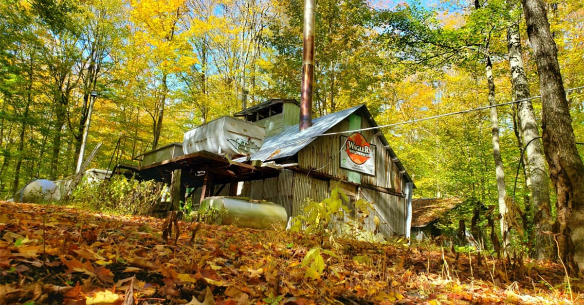 Event mixes maple syrup and fall colours