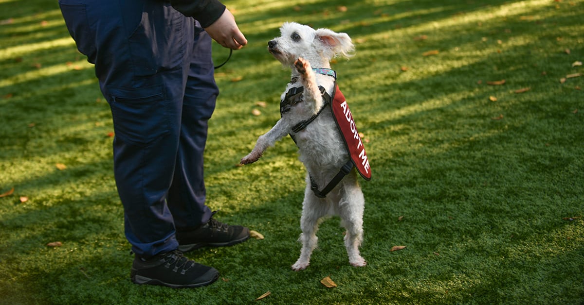 Humane society one of eight grant recipients