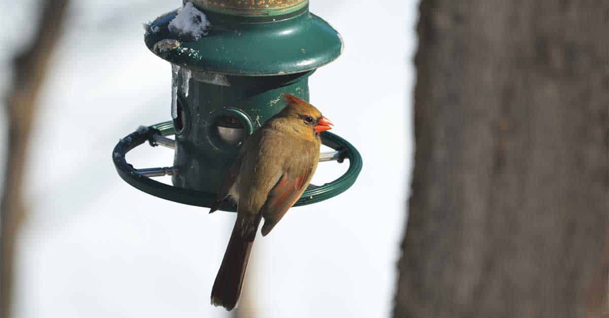 Linwood area tagged for bird-count effort