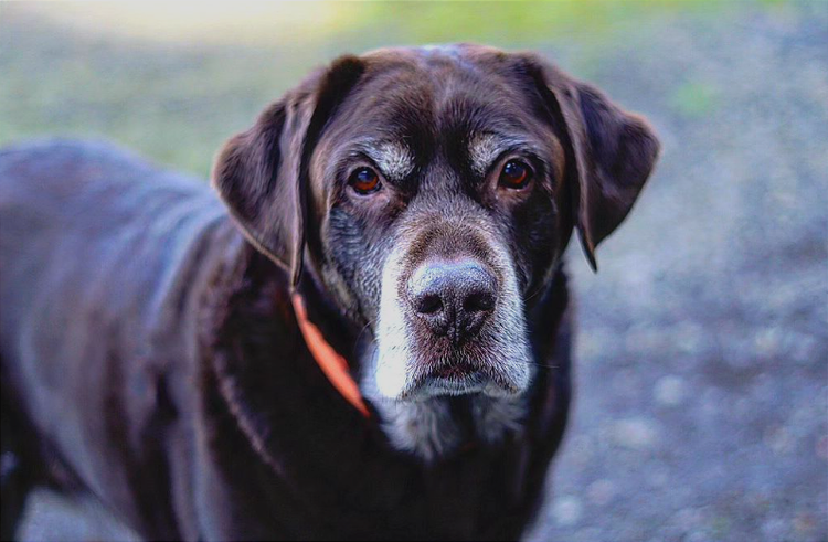 No Family is Complete Without Your Best Friend