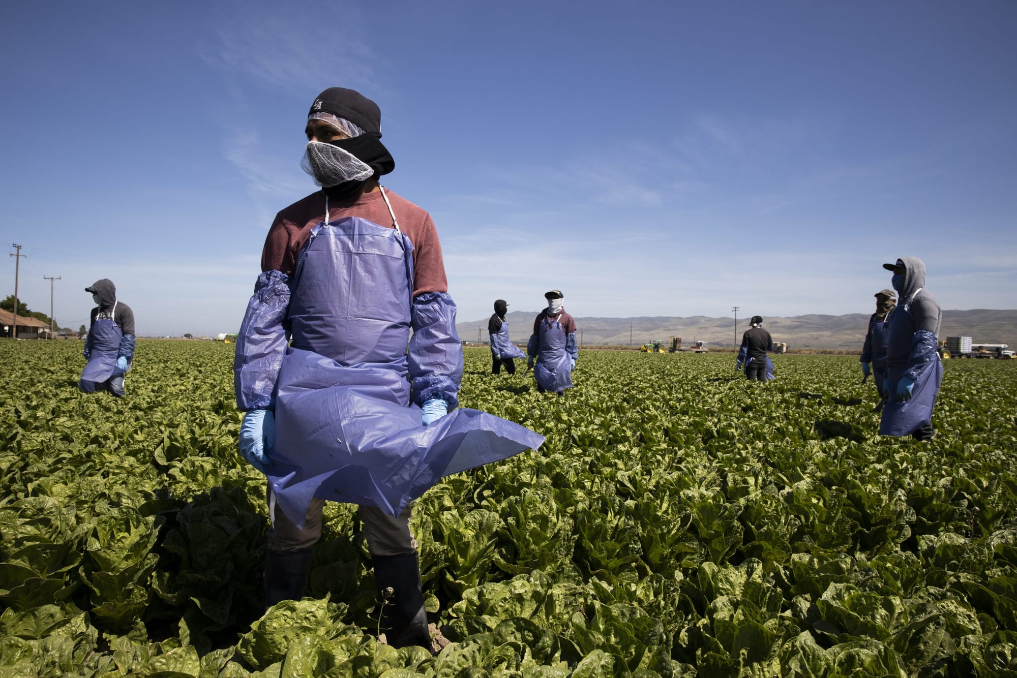 agricultural workers in personal protective equipment stand in a field