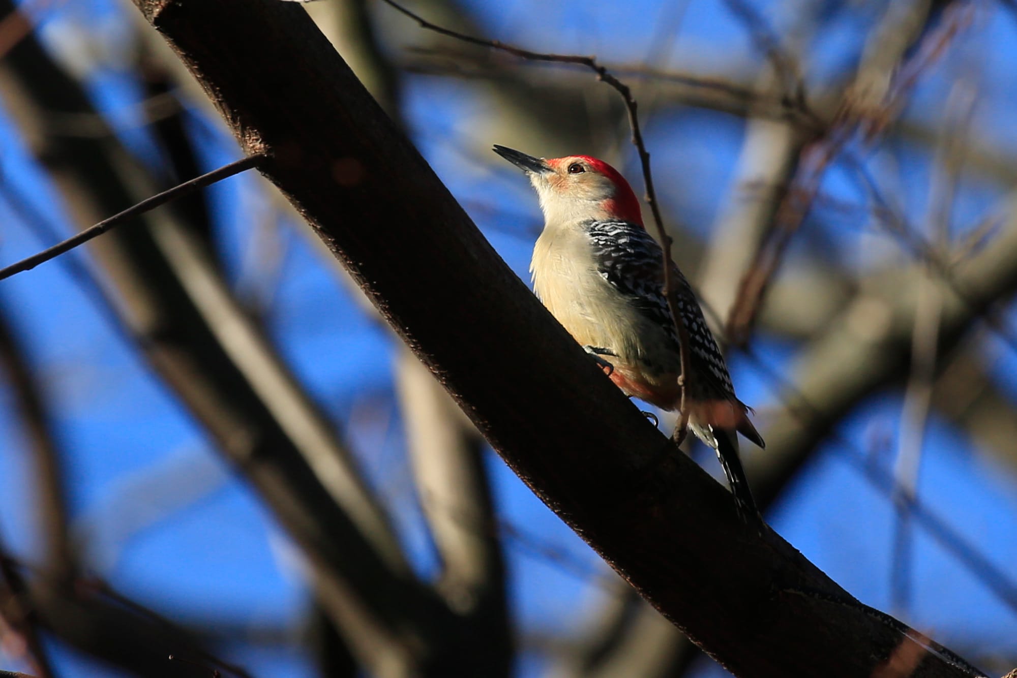 Audubon Society workers call for an equitable workplace and fair bargaining
