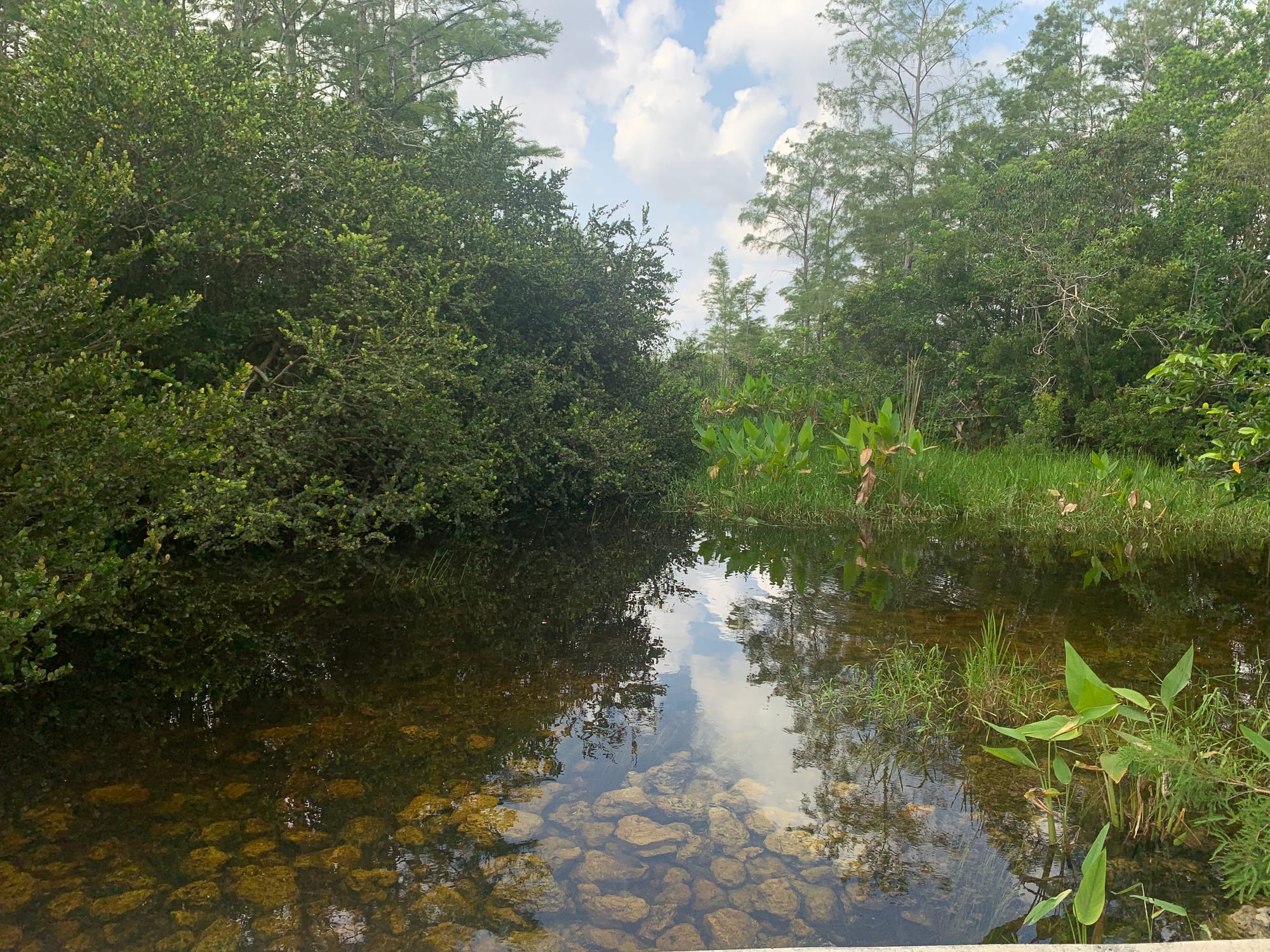 color photograph of a shallow section of the everglades. dense trees and foliage line the sides of the water