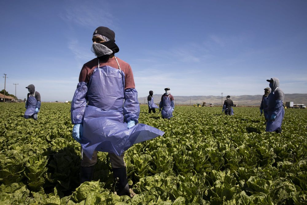 Patchwork of bills and proposals leaves most undocumented frontline workers unprotected