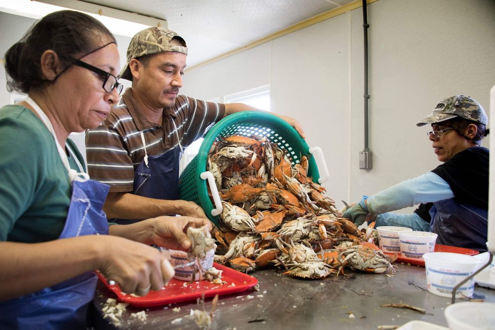 color photograph of three immigrant workers gathered around a metal table sorting crawfish. they wear blue aprons and their h