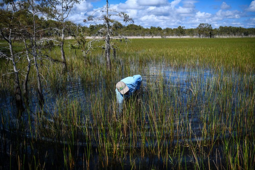 color photograph of a person wearing a blue shirt and a tan baseball cap stands in the midground in a swamp surrounded by wat