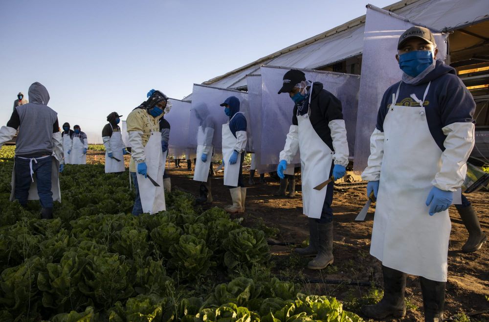 color photograph of H-2A workers standing in a field wearing personal protective equipment