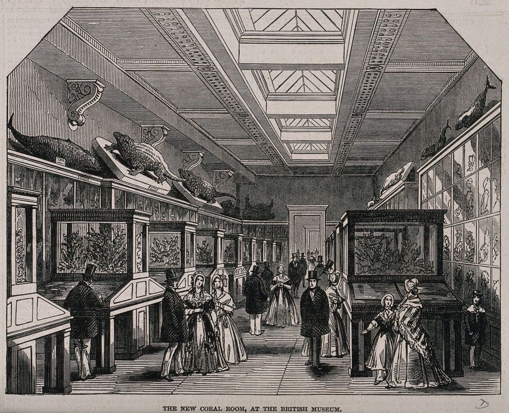 wood engraving of people viewing artifacts from coral reef at a museum