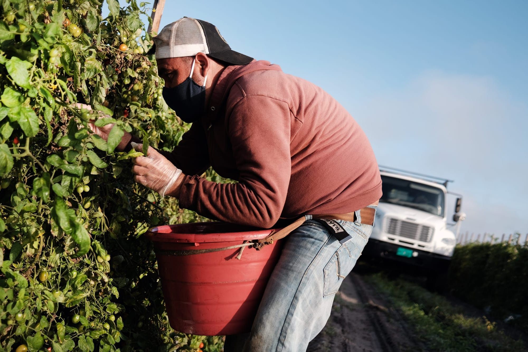 a farm worker in a light red jacket holds a bucket while picking tomatoes