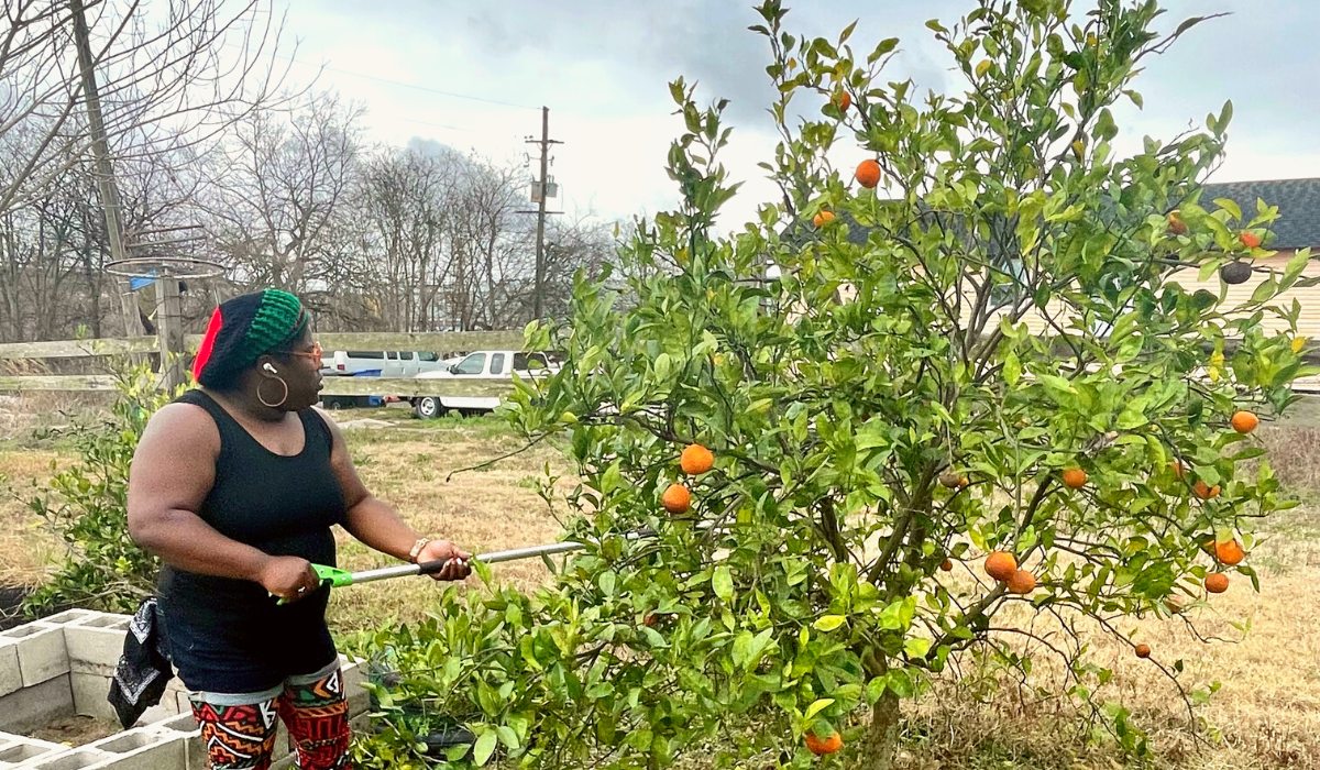 a black woman wearing a black shirt and leggings pruns a kumquat tree