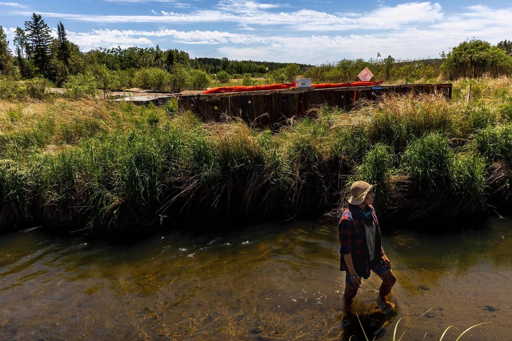 a person satnds in a shallow river with tall wild grass in the background, through which snakes a red oil pipeline
