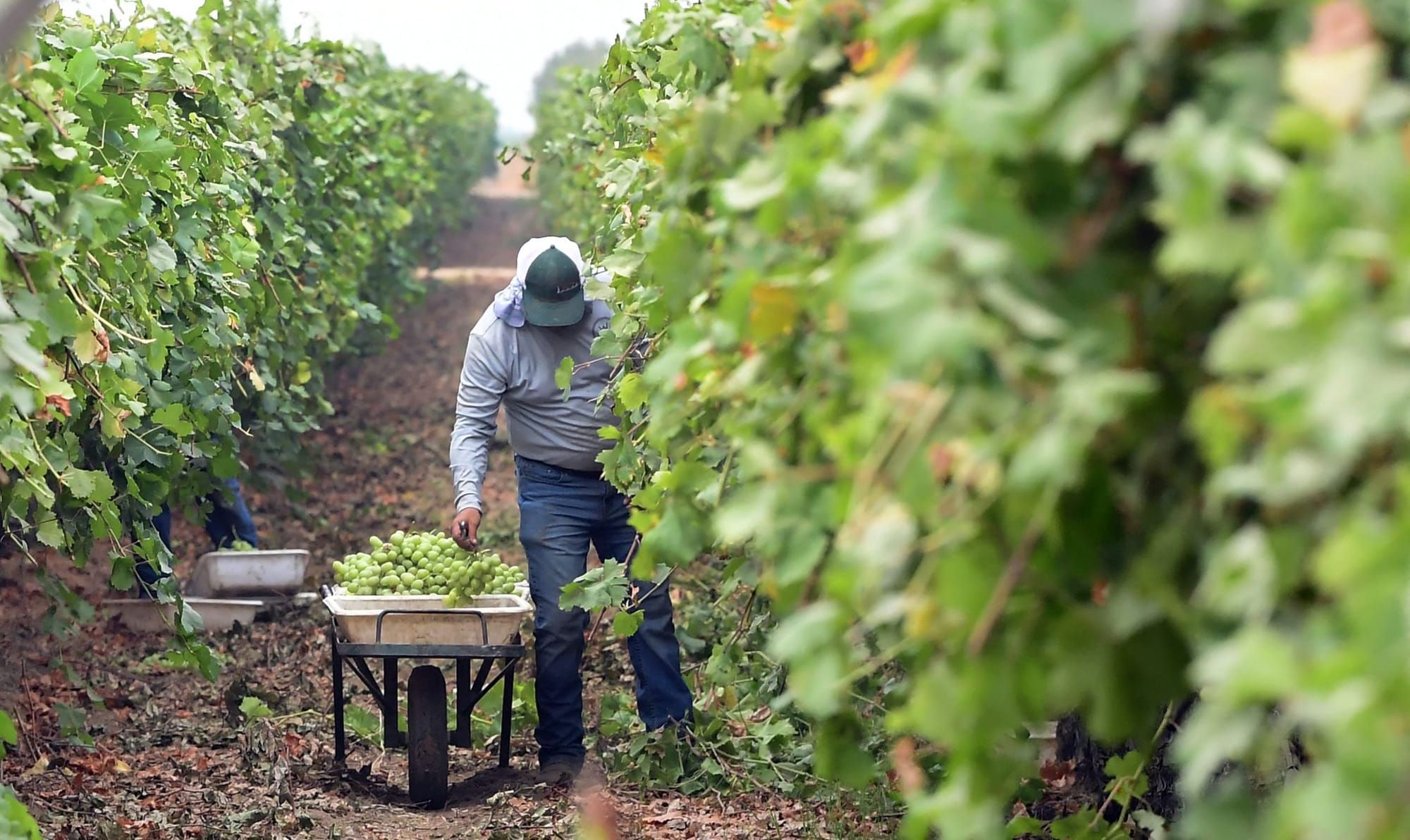 color photograph of a farmworker wearing a grey sweatshirt and jeans standing between rows of grape plants. they are leaning