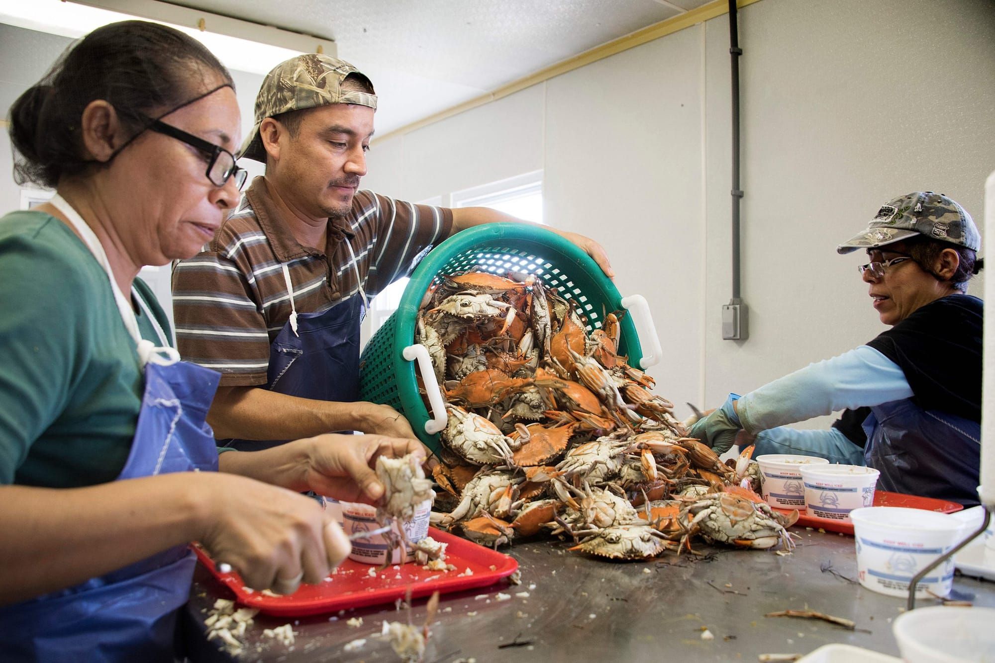 color photograph of three immigrant workers gathered around a metal table sorting crawfish. they wear blue aprons and their h