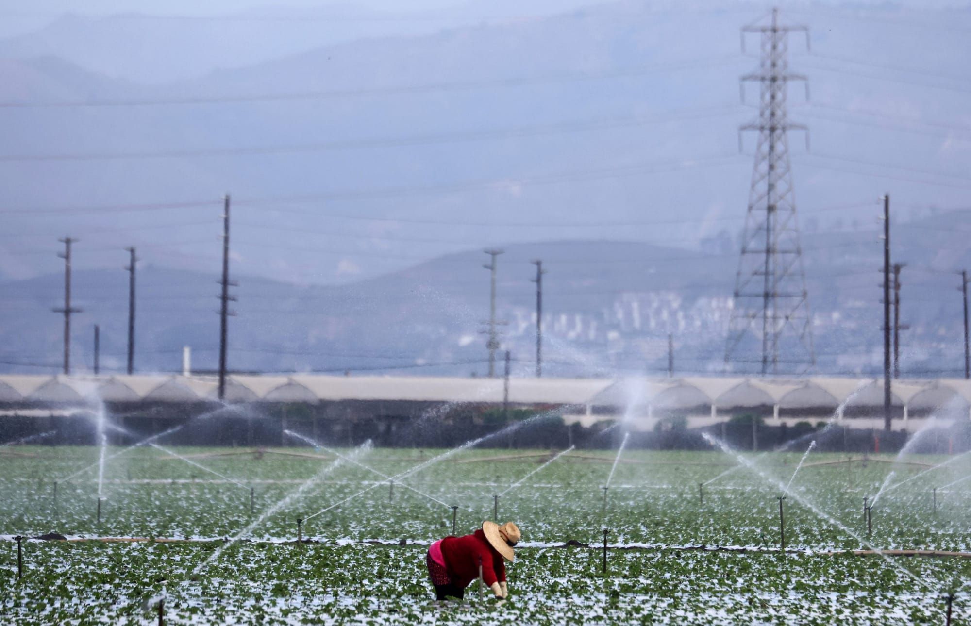 color photograph of a farmworker bent over a row of strawberry plants in the midground. around them, multiple water sprinkler