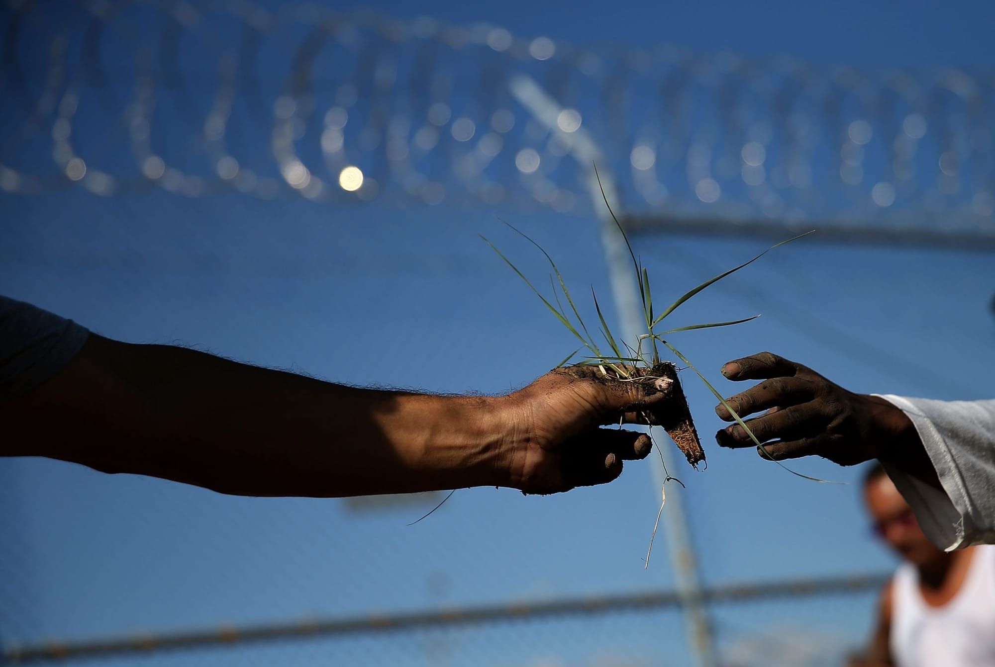 color photograph of two Black people's hands reaching towards the center of the frame. one holds a small drought-resistant pl