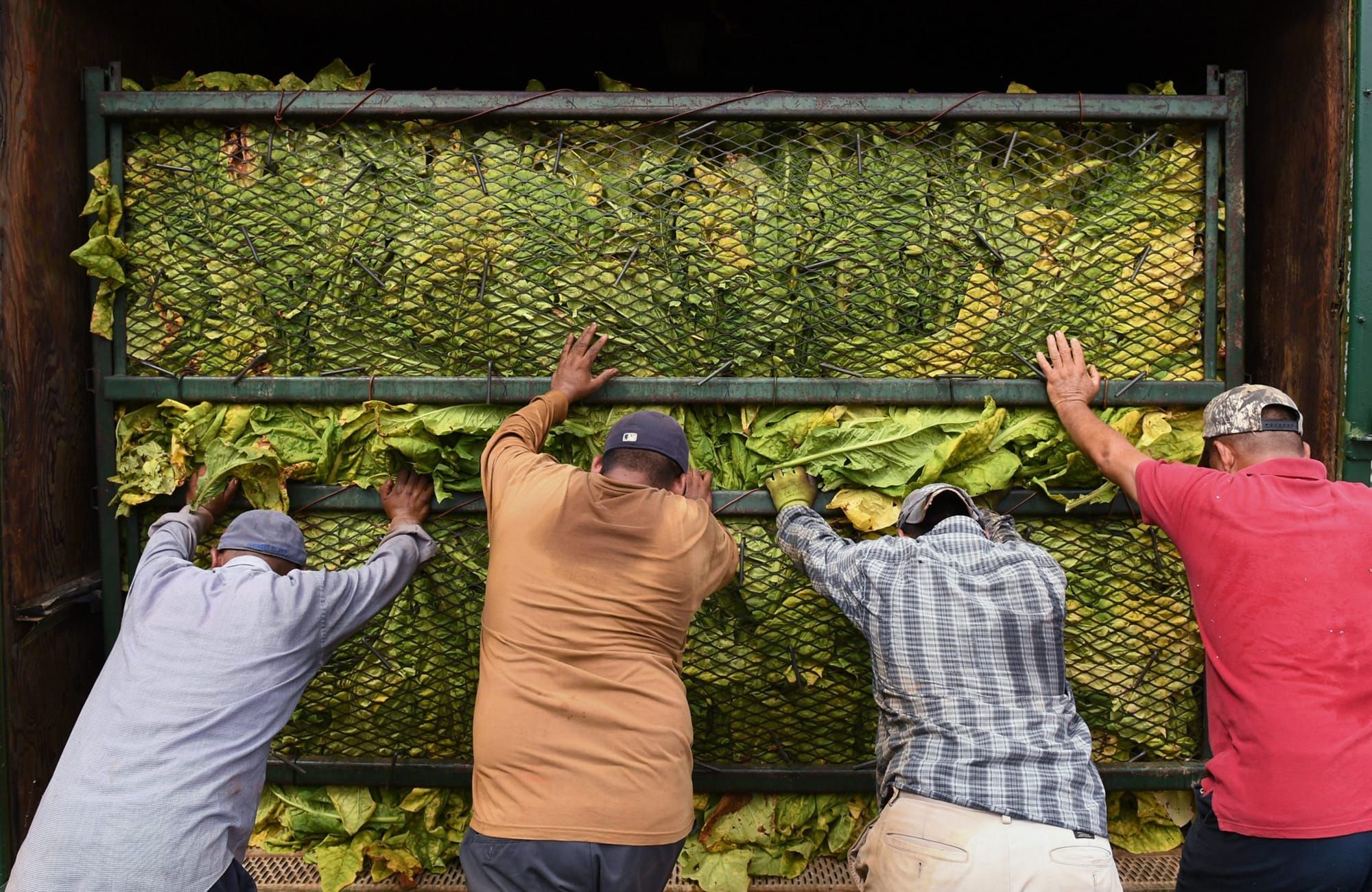 color photograph of the backs of four farmworkers. they are leaned forward and bracing their arms against a wall of tobacco l