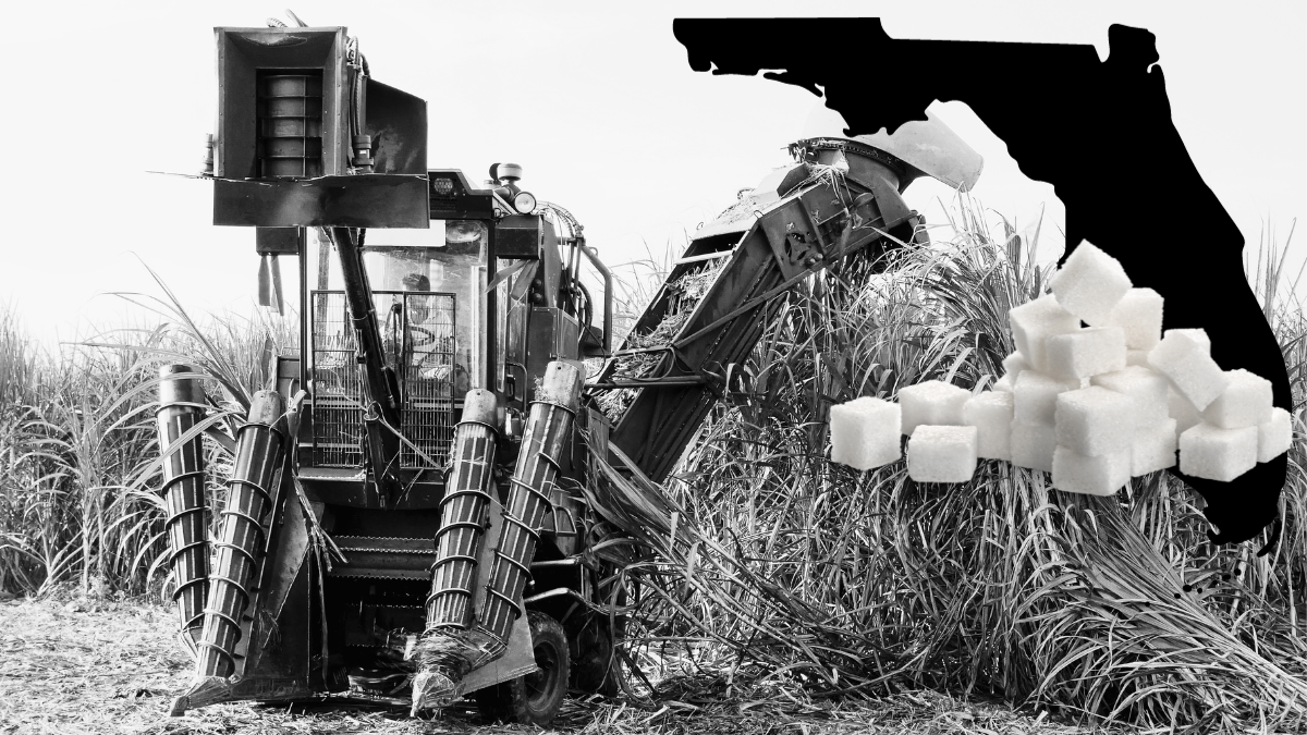 black-and-white digital collage of a sugar field with a pile of sugar cubes and a black silhouette of the state of Florida ov