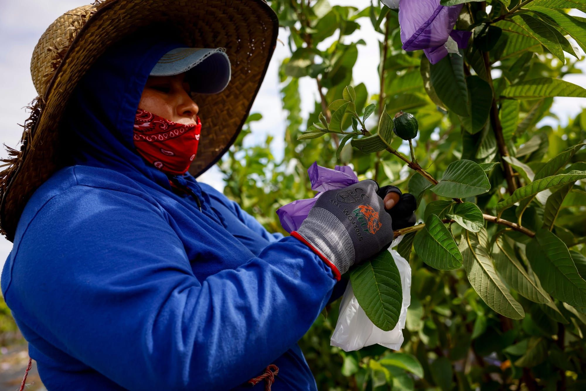 color photograph of a female farmworker in a long-sleeve blue shirt, baseball cap, and sun hat wearing a face mask while cove