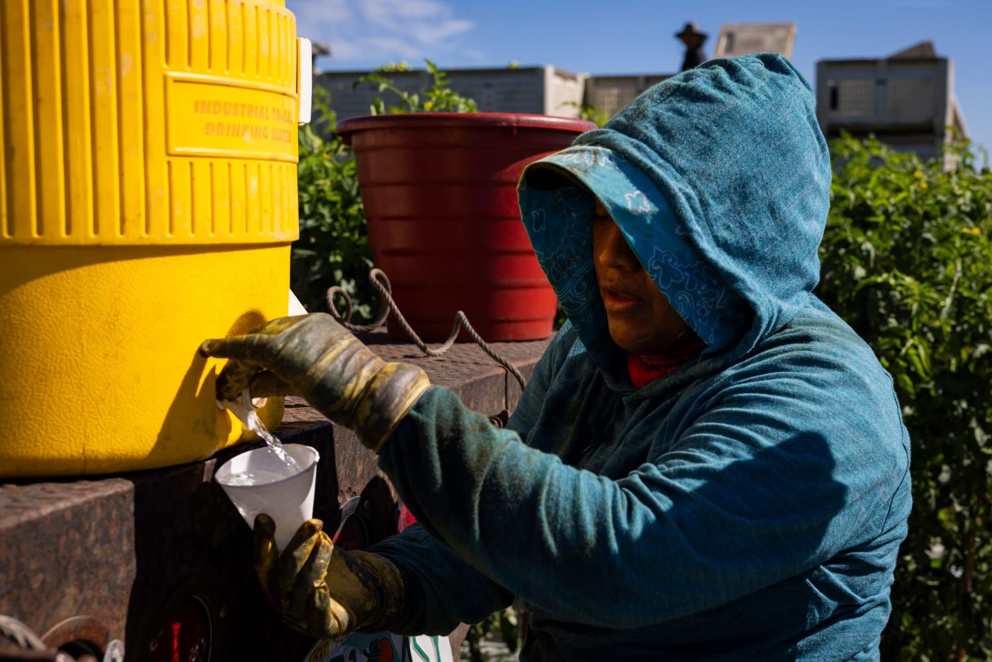 color photograph of an outdoor worker wearing a blue jacket and baseball cap filling a cup of water from a water cooler