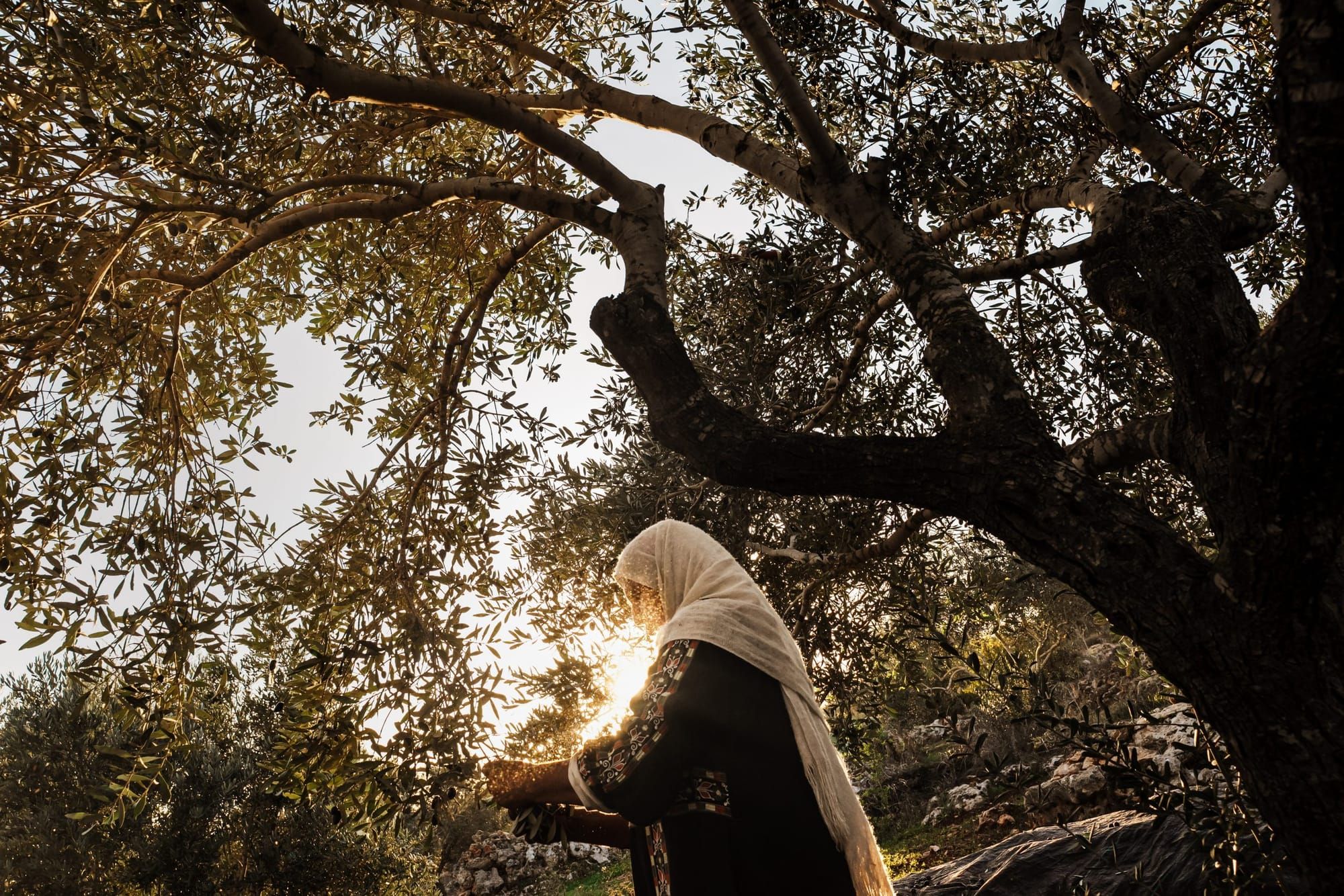 color photograph of a woman wearing a head covering standing in an olive tree grove with the sun backlighting her