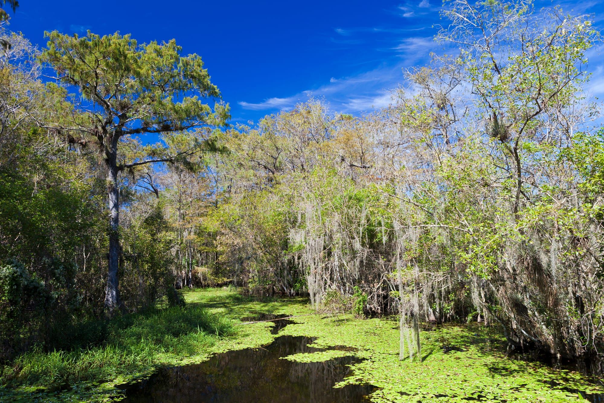 A variety of trees stand over a mossy swamp in Big Cypress National Preserve.