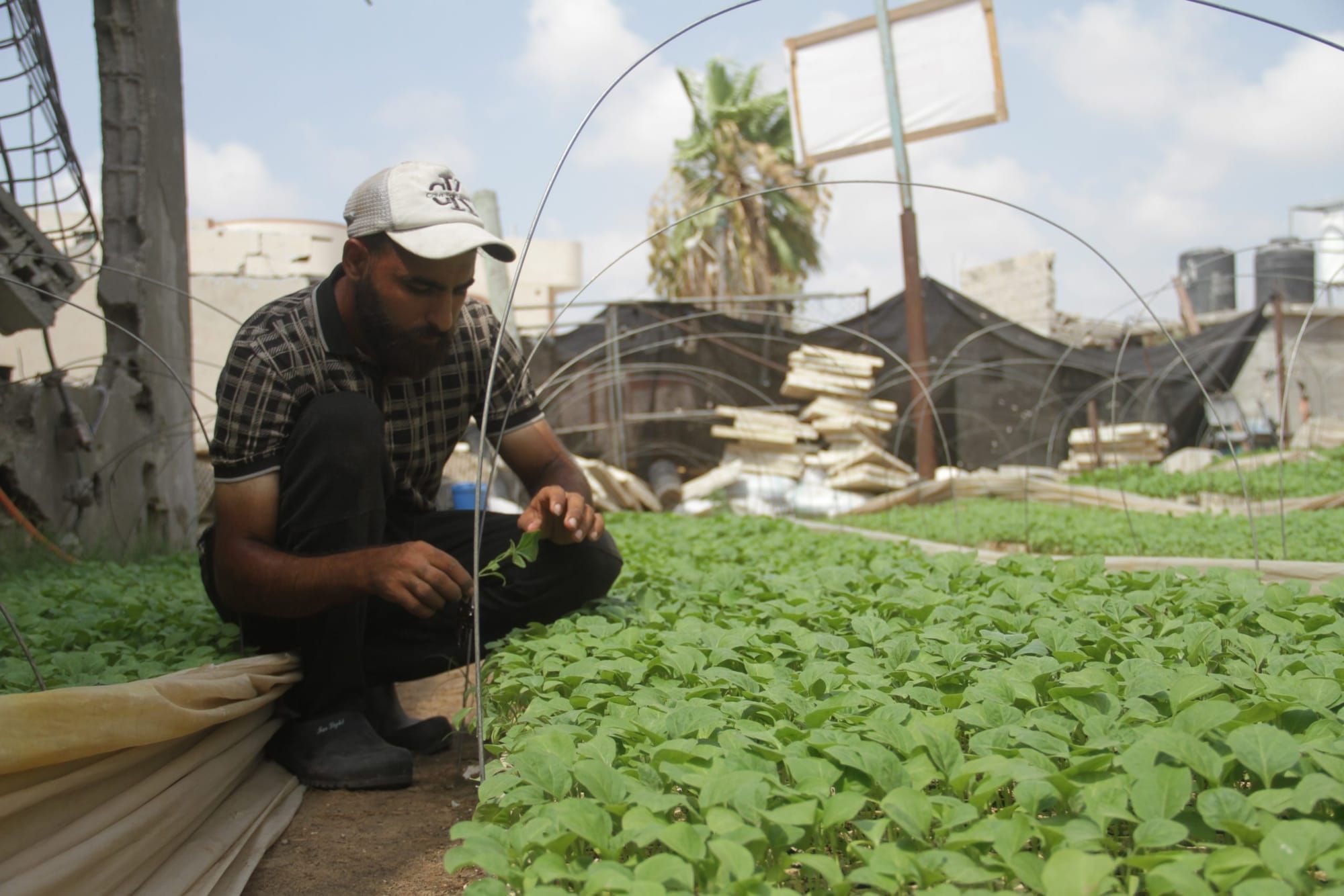 A man bends over a group of plants, looking at the leaves.