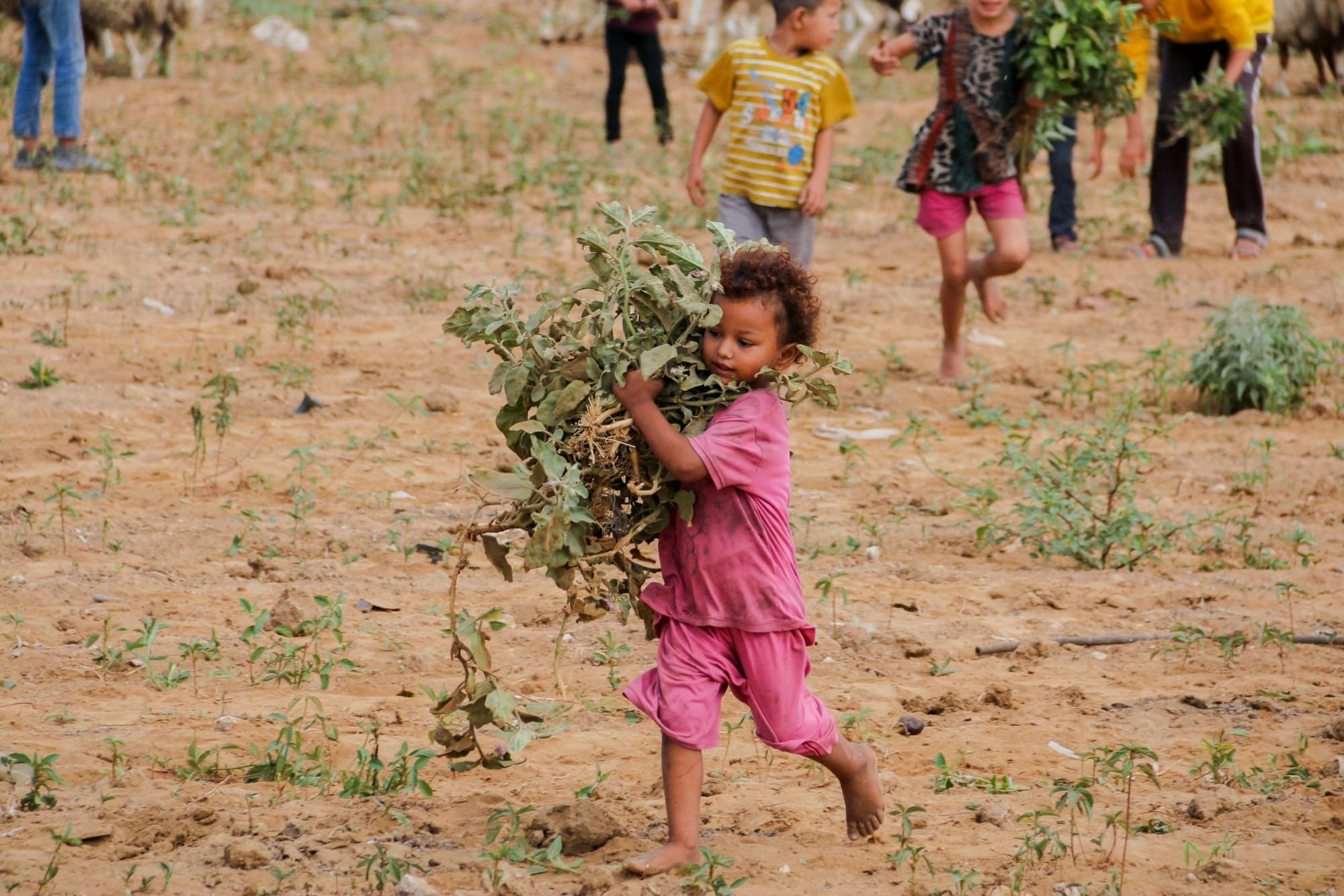 Even as agriculture in Gaza is on the ‘verge of extinction,’ farmers vow to plant their lands