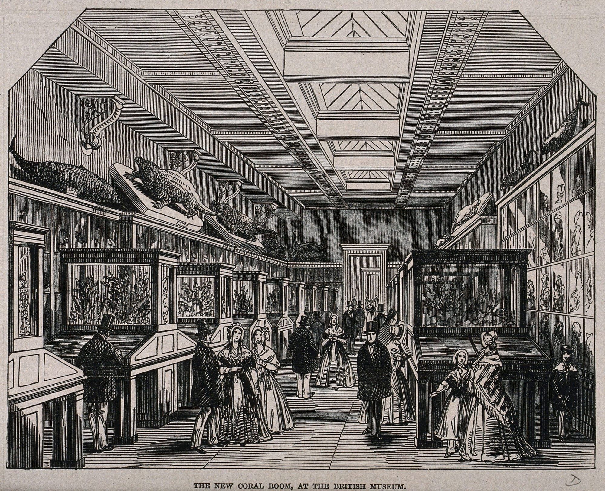 wood engraving of people viewing artifacts from coral reef at a museum