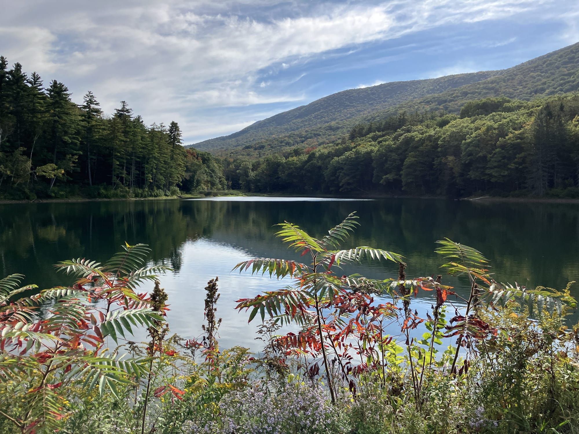 The smallest city in Massachusetts is taking on a big fight: protecting forests in a changing climate